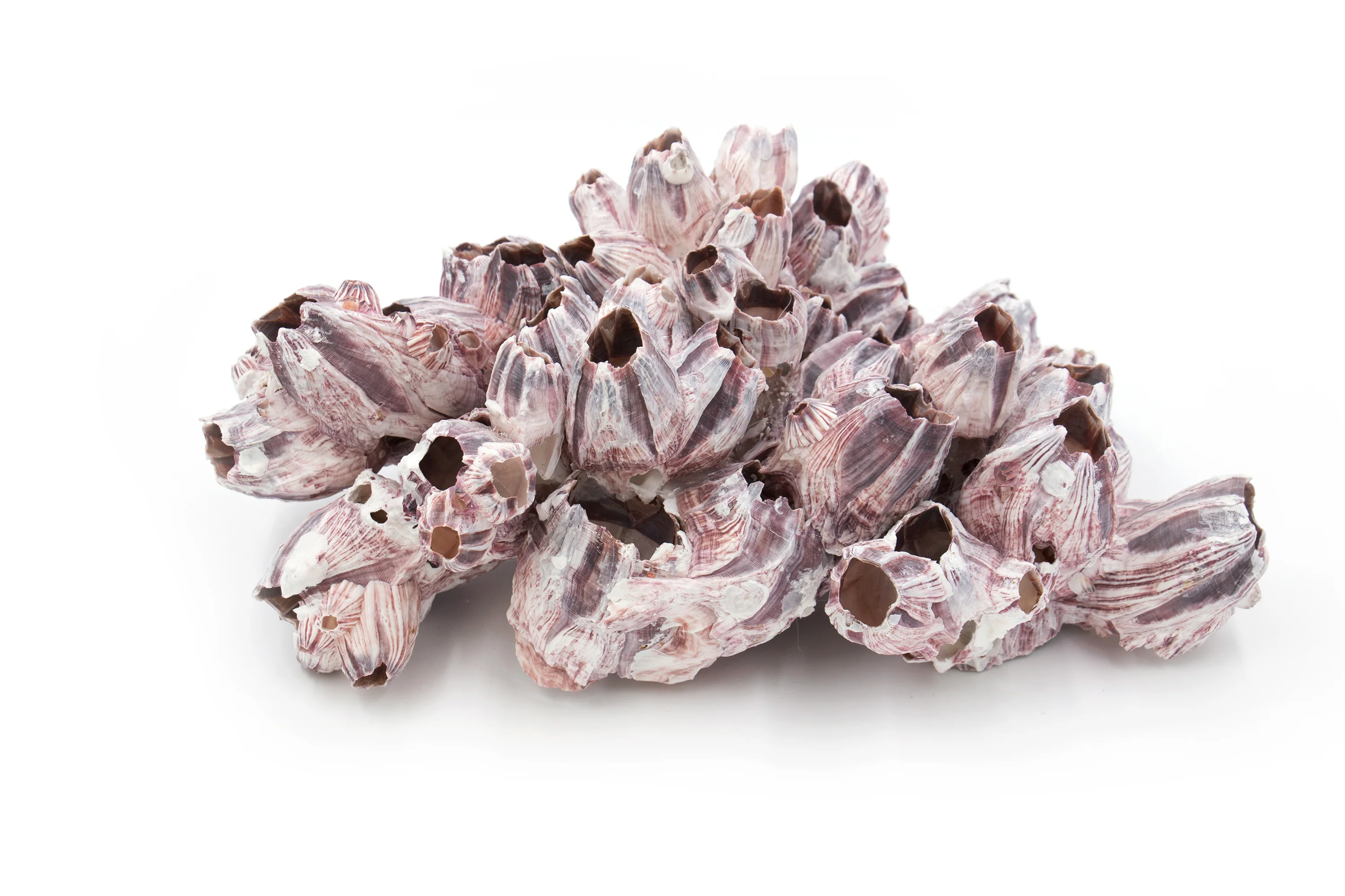 Medium Pink and Purple Barnacle Clusters - Image 3