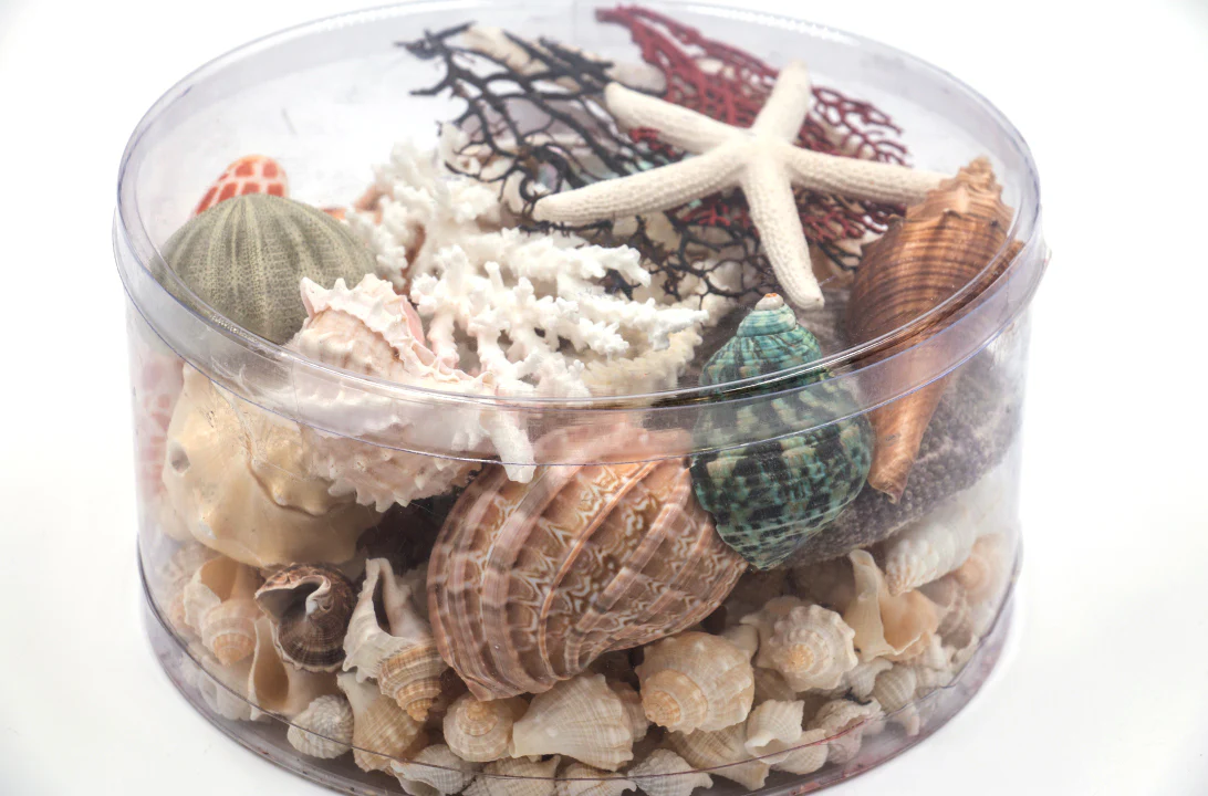 Premium Coral and Seashell Pack - Beach Box - Image 4