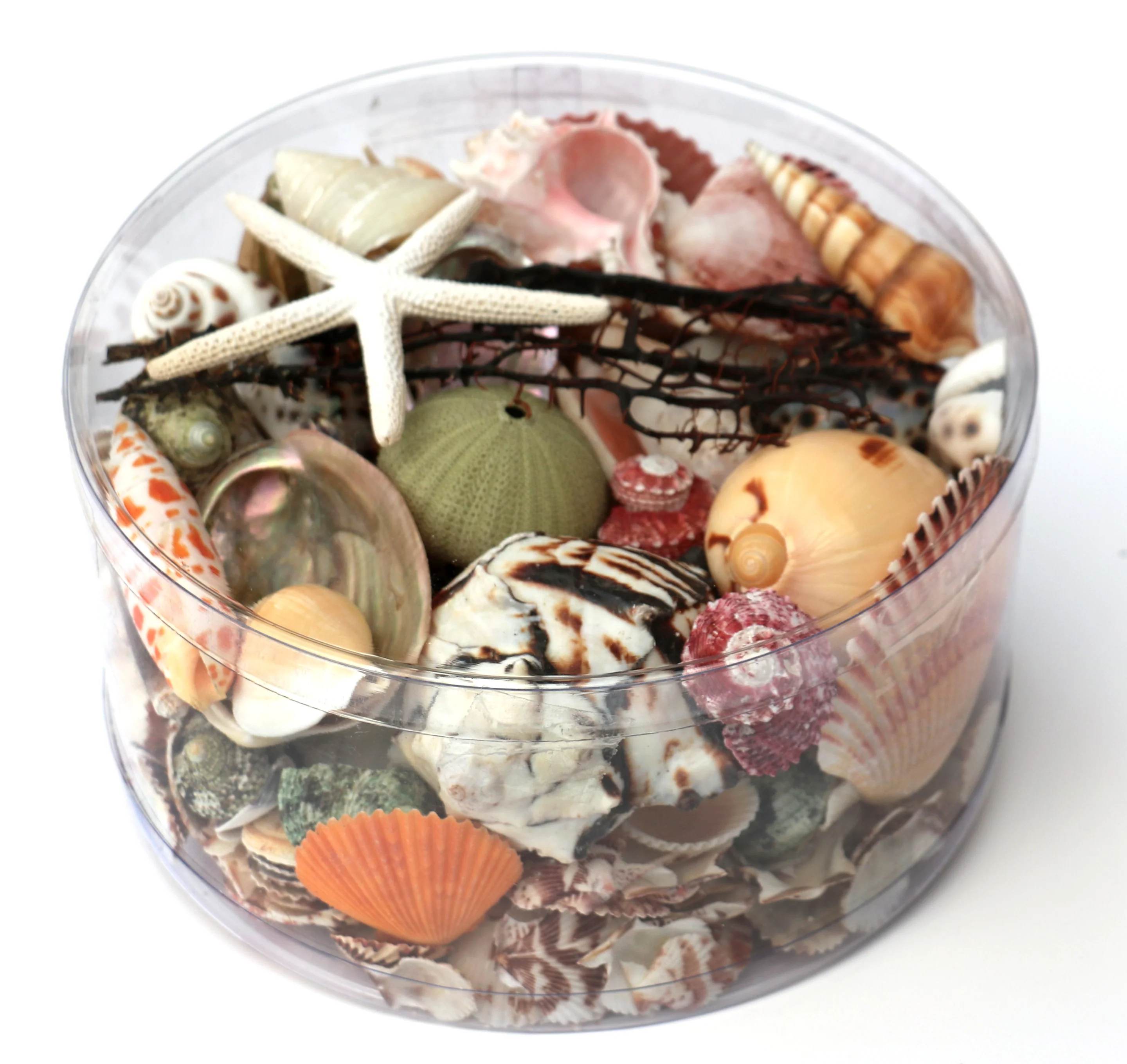 Premium Seashell Pack - Beach Box - Image 3