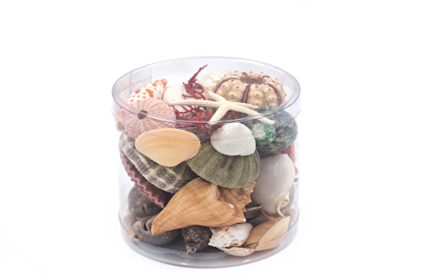 Premium Seashell Pack - Beach Box - Image 4