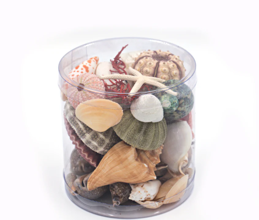 Premium Seashell Pack - Beach Box - Image 5
