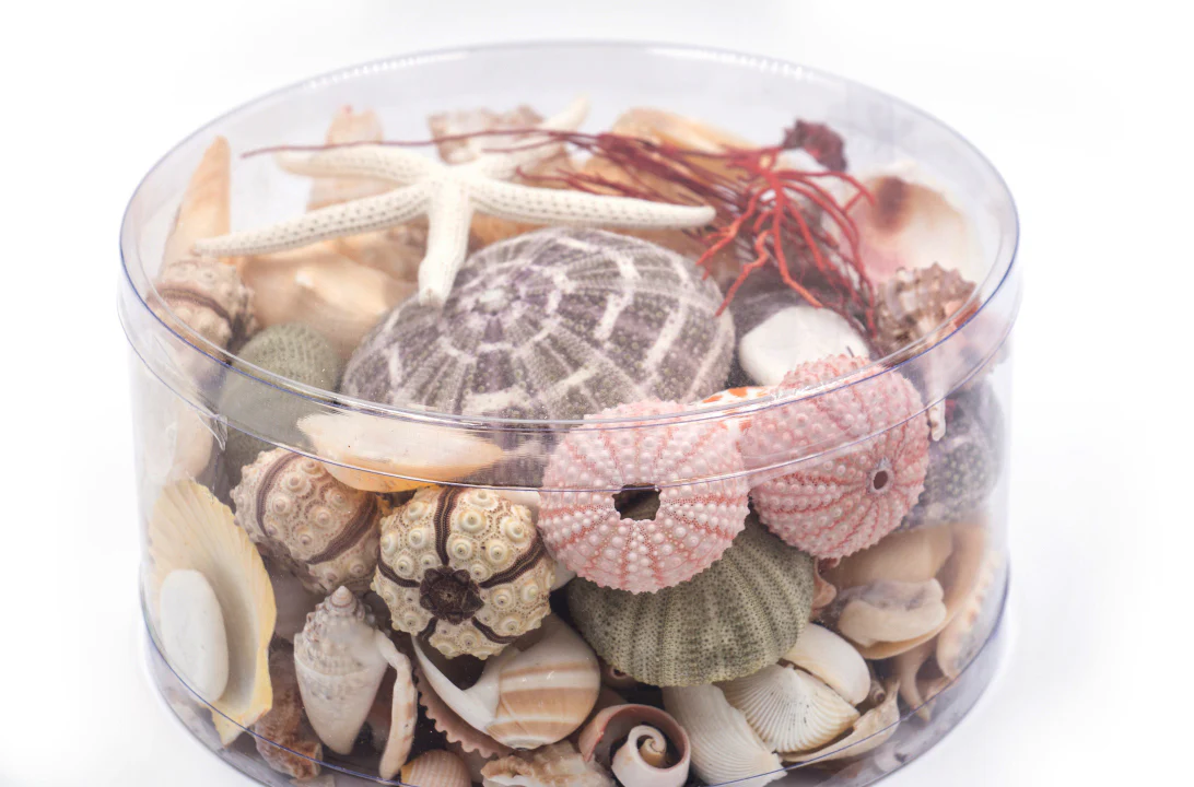 Premium Seashell Pack - Beach Box - Image 6
