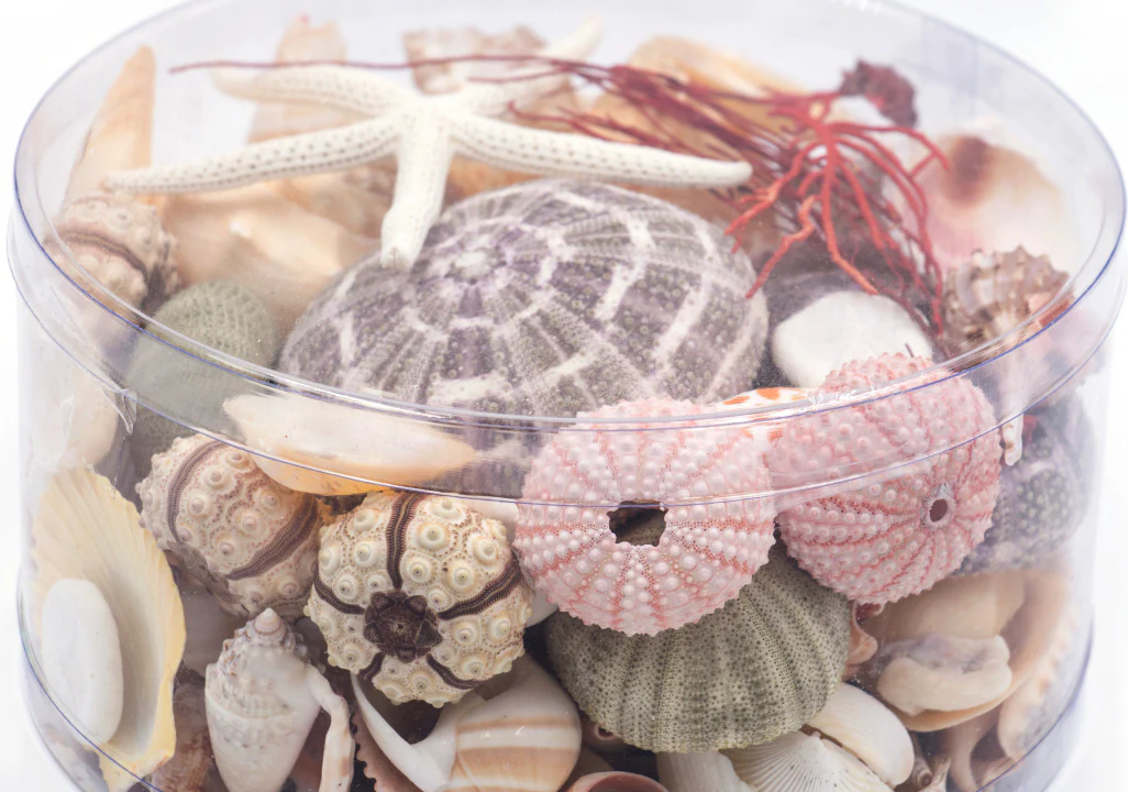 Premium Seashell Pack - Beach Box - Image 7