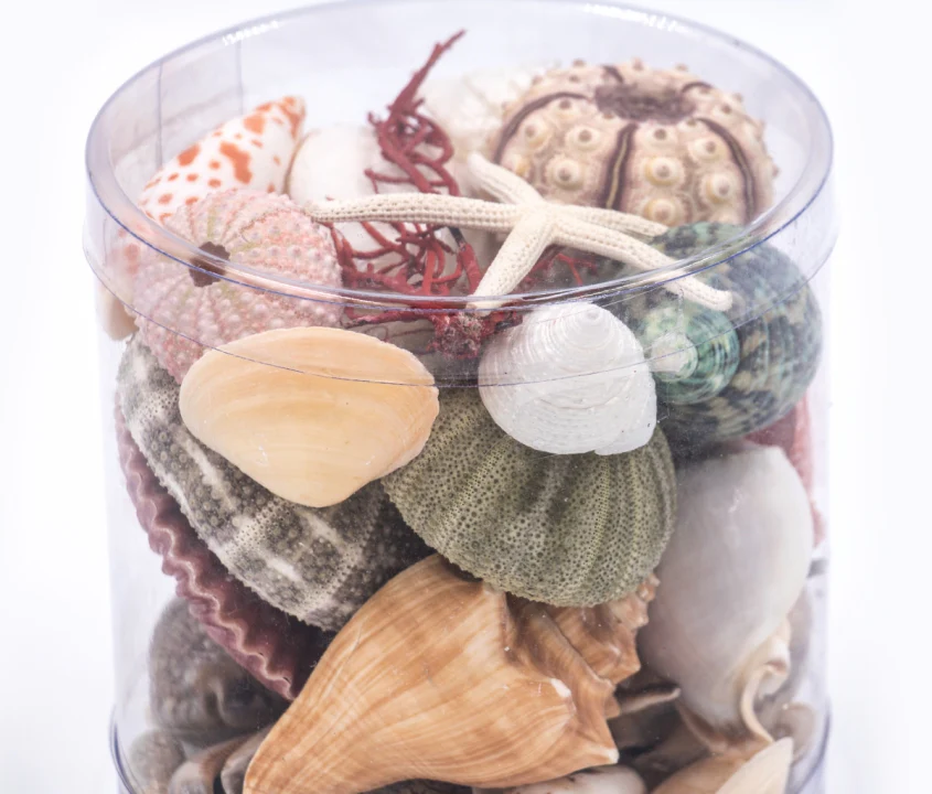 Premium Seashell Pack - Beach Box - Image 9