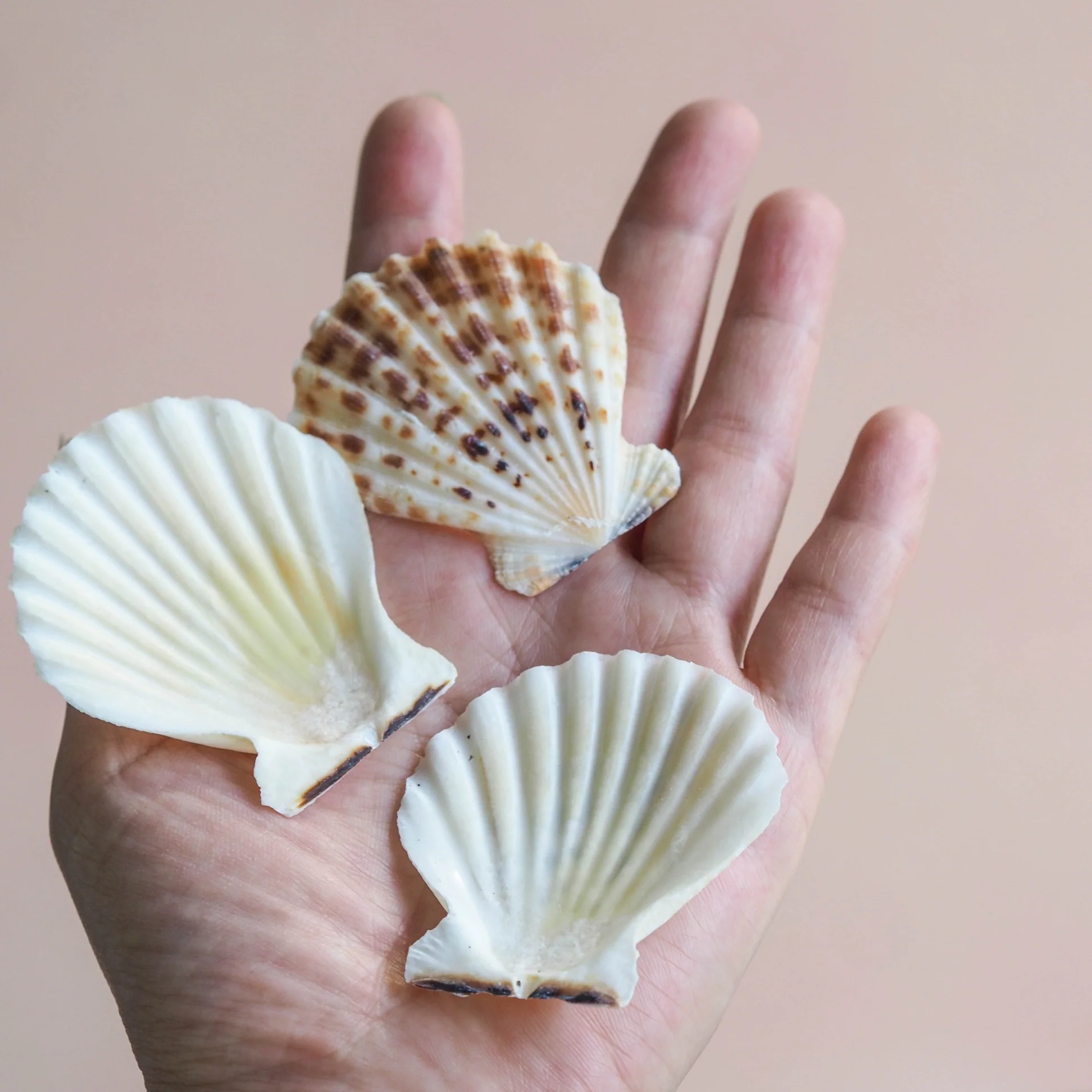 Creamy Beige and Brown Scallop Shells - 1 Kg - Image 4