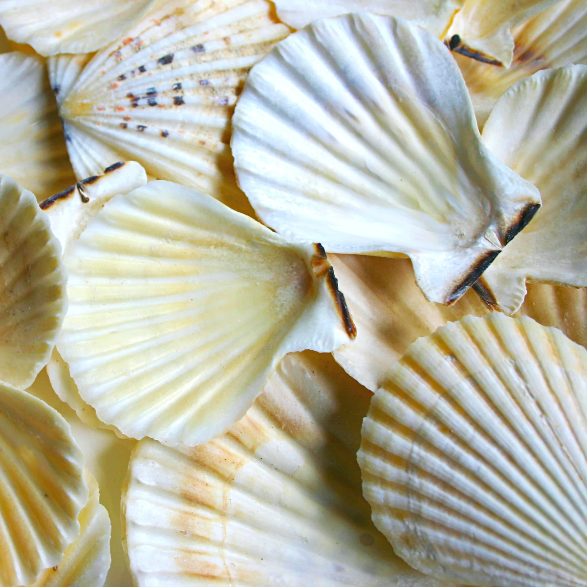Creamy Beige and Brown Scallop Shells - 1 Kg - Image 5