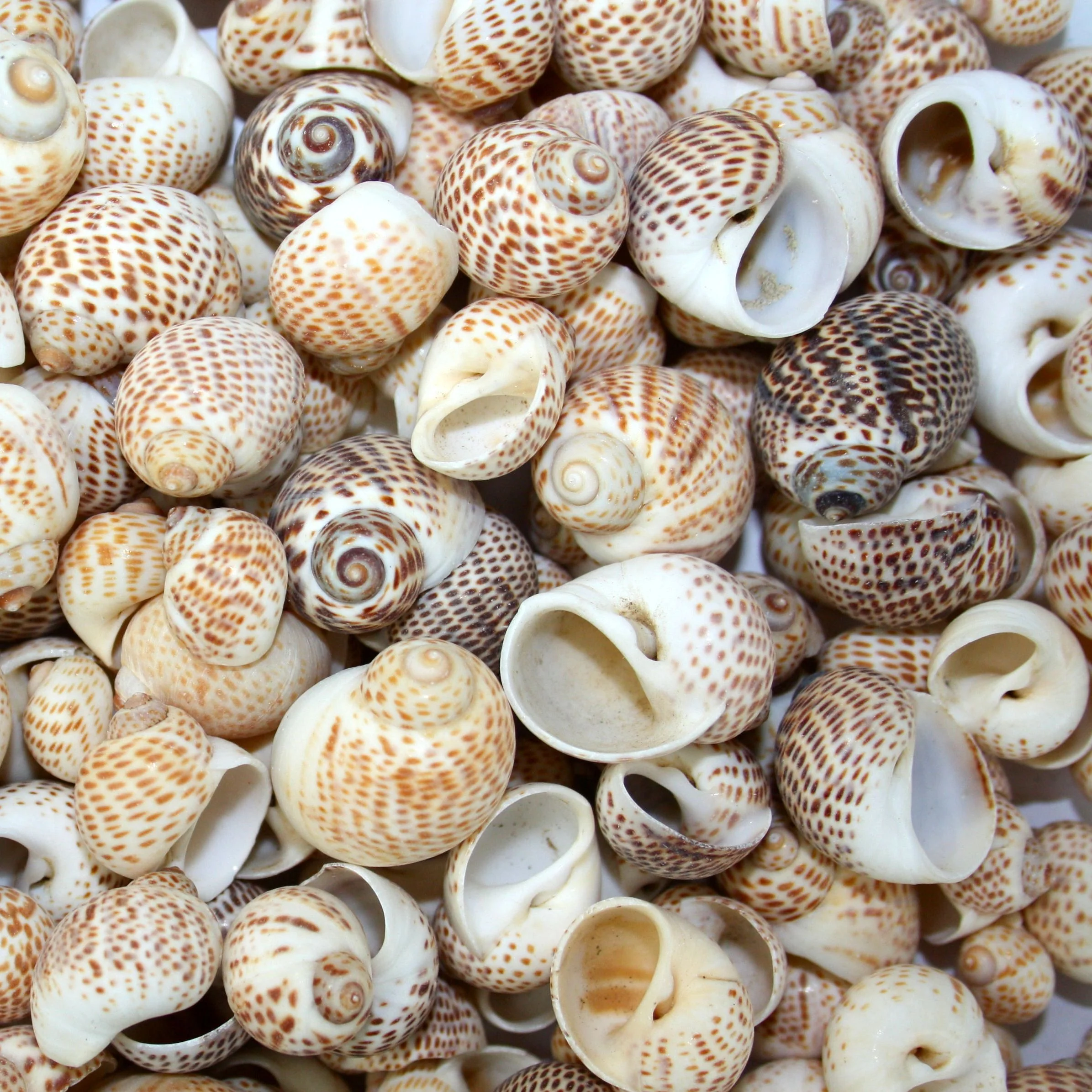 Beige and White Spotted Tiger Moon Shells - 1 Kg - Image 3