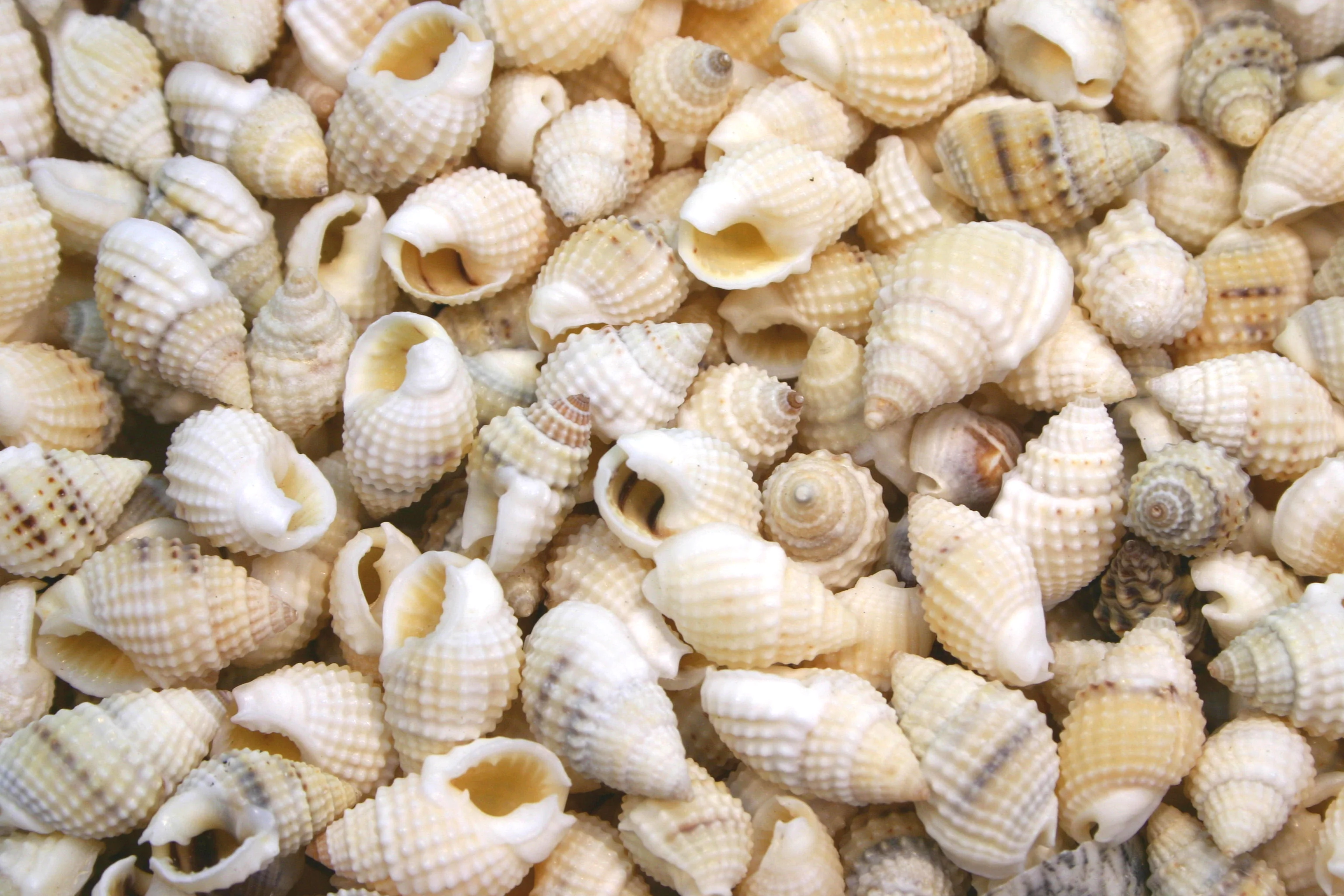 Beige and Tan Small Whelk Conch Shells - 1 Kg - Image 3