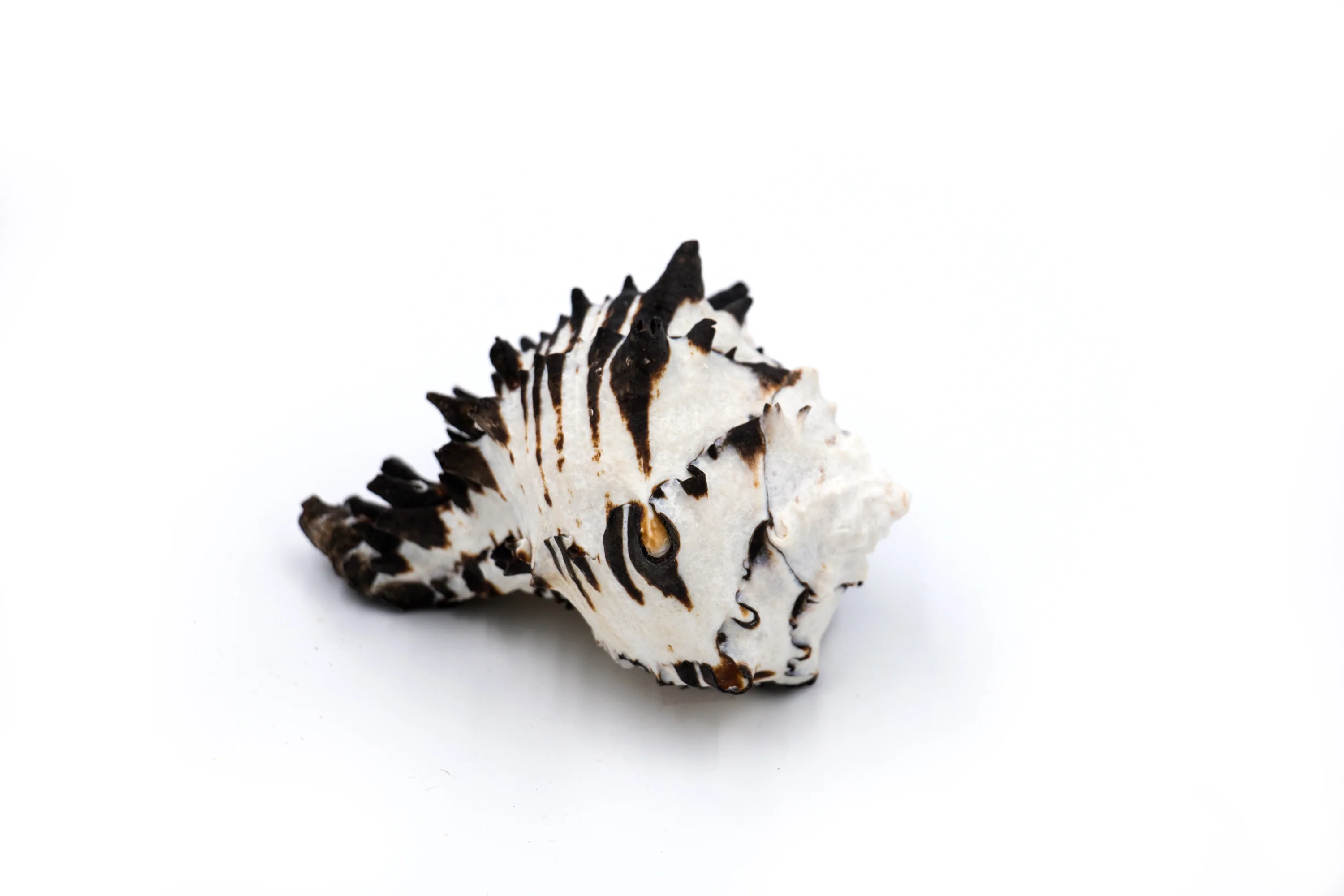 Black and White Striped Heavy Murex Shell - Pack of 10 - Image 3