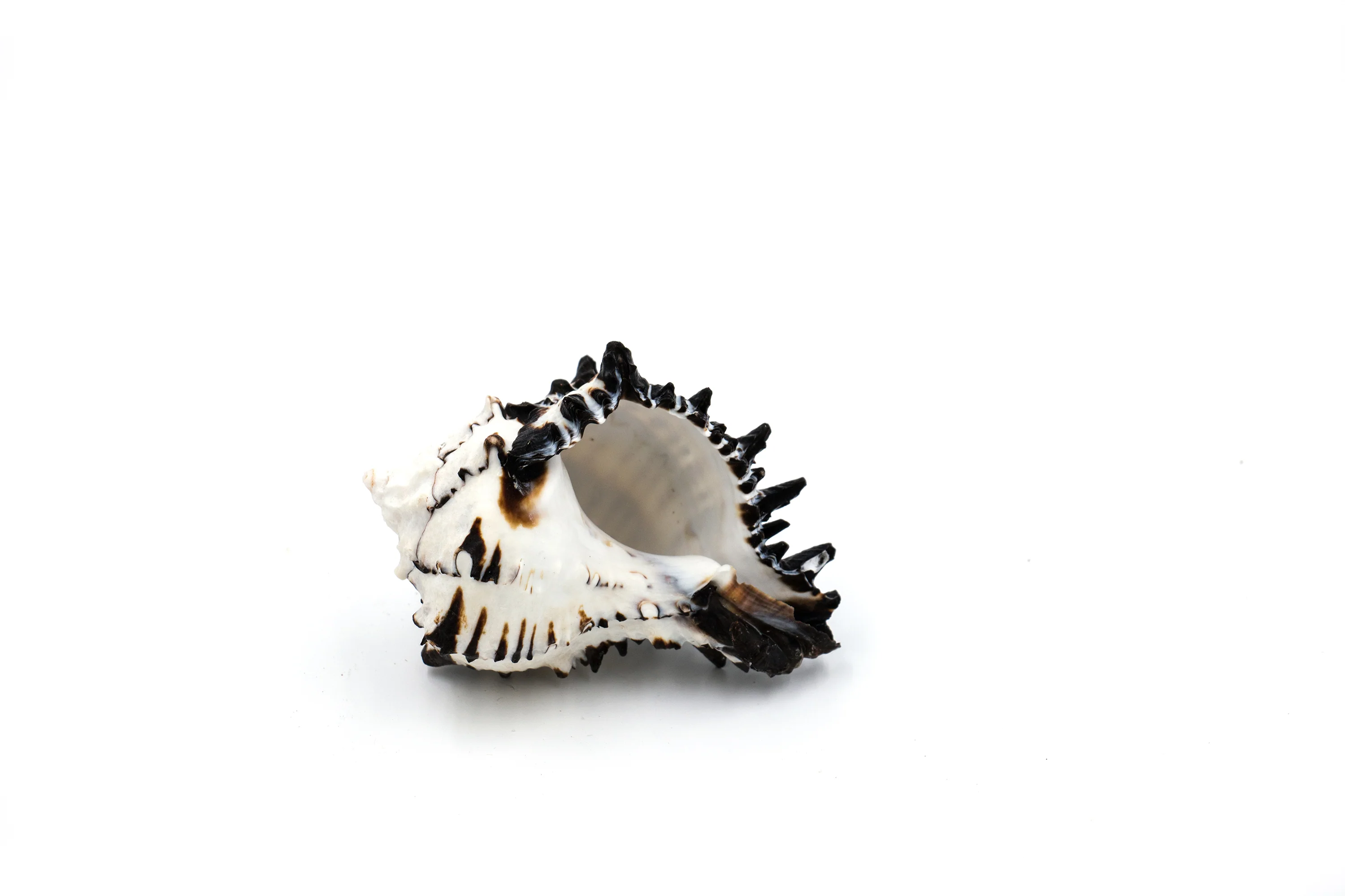 Black and White Striped Heavy Murex Shell - Pack of 10 - Image 4