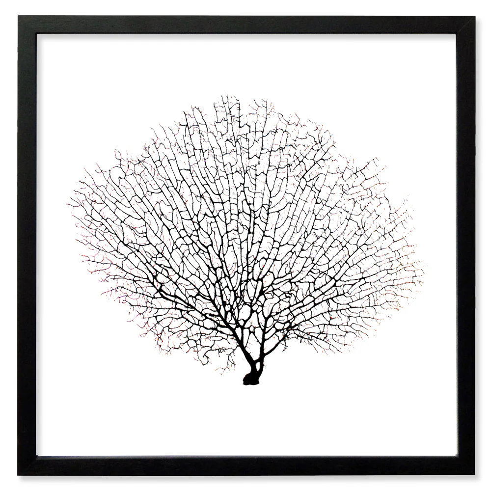 Framed Black Sea Fan - Black Frame - Image 3