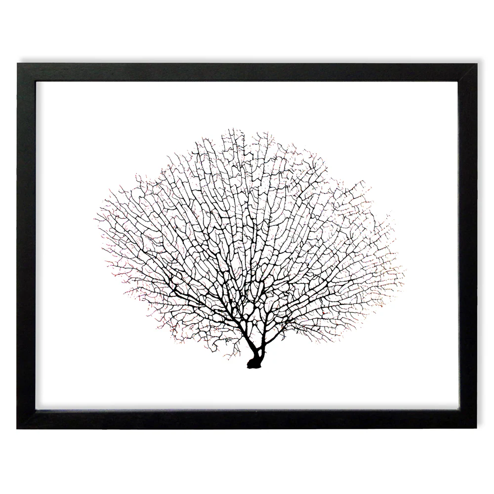 Framed Black Sea Fan - Black Frame - Image 5
