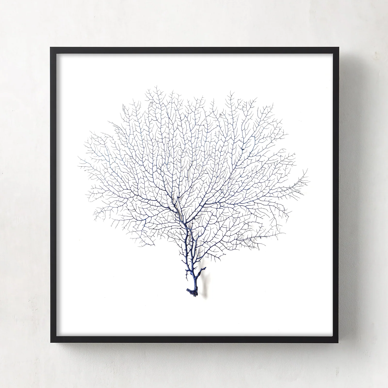 Framed Blue Sea Fan - Black Frame - Image 6