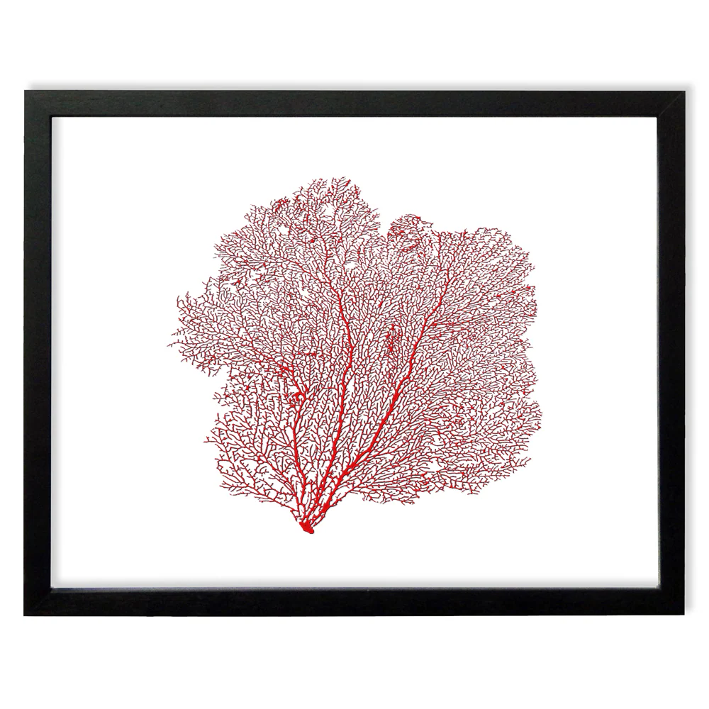 Framed Red Sea Fan - Black Frame - Image 3