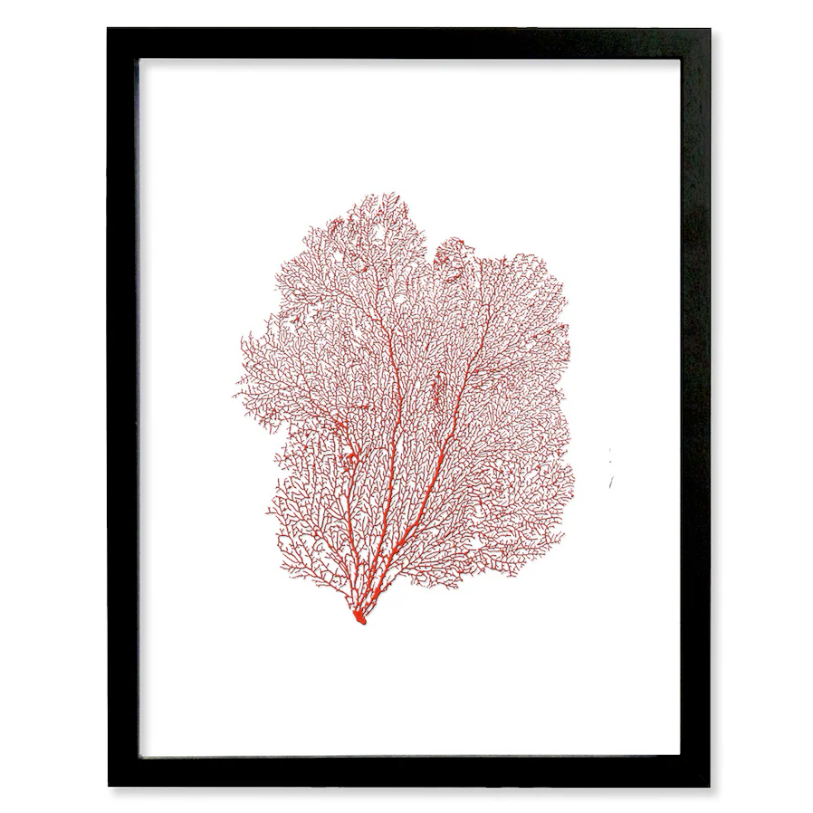 Framed Red Sea Fan - Black Frame - Image 4