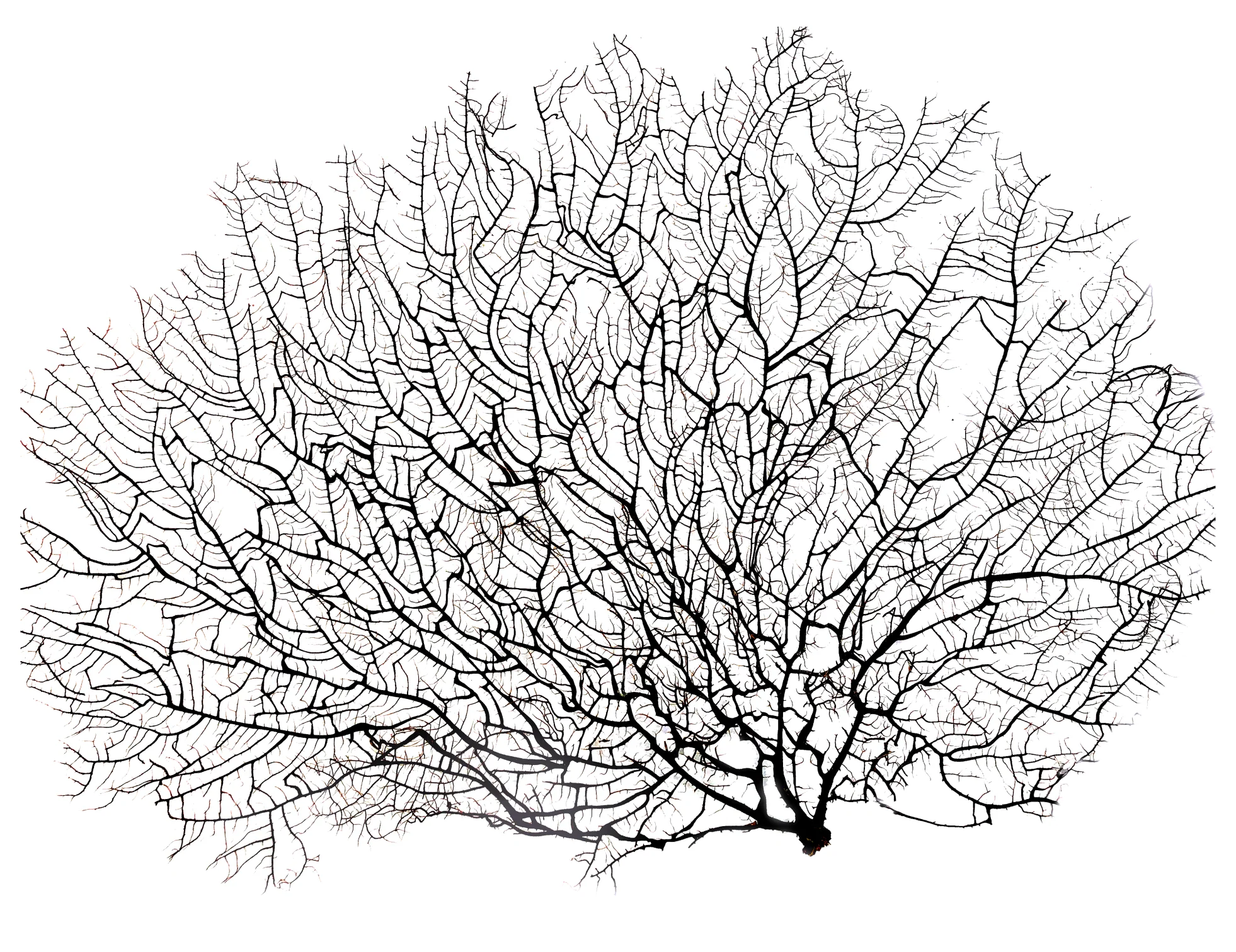 Black Gorgorian Sea Fan - Image 10