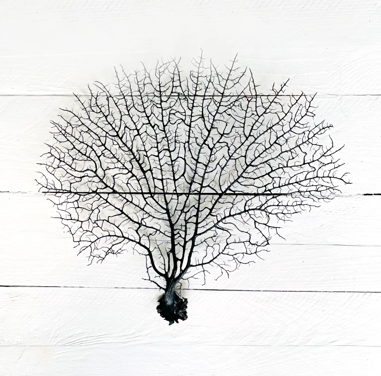 Black Gorgorian Sea Fan - Image 11