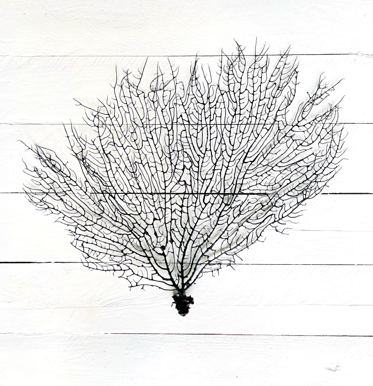 Black Gorgorian Sea Fan - Image 13
