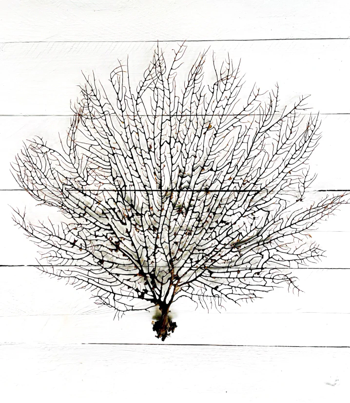 Black Gorgorian Sea Fan - Image 14