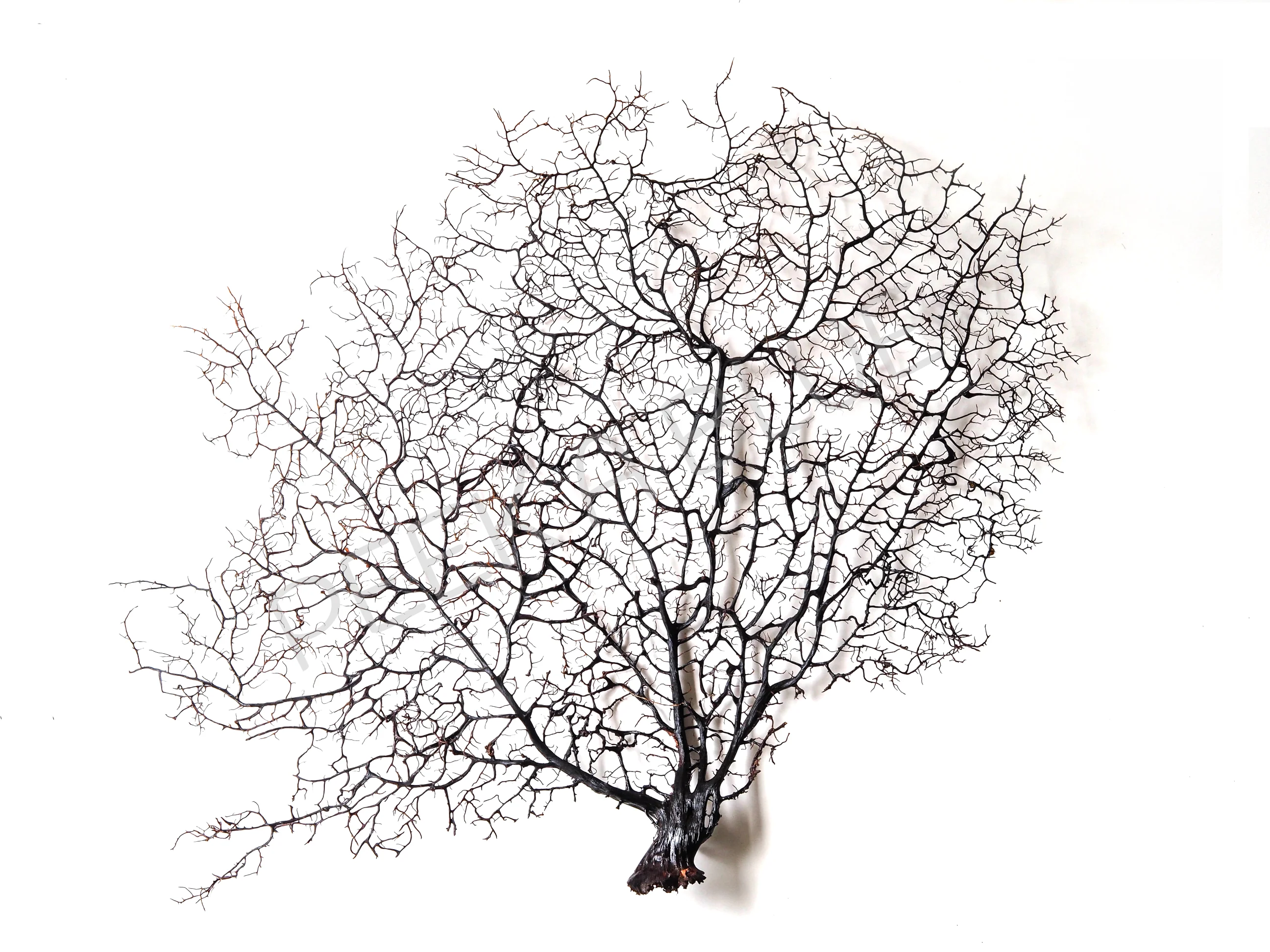 Black Gorgorian Sea Fan - Image 6