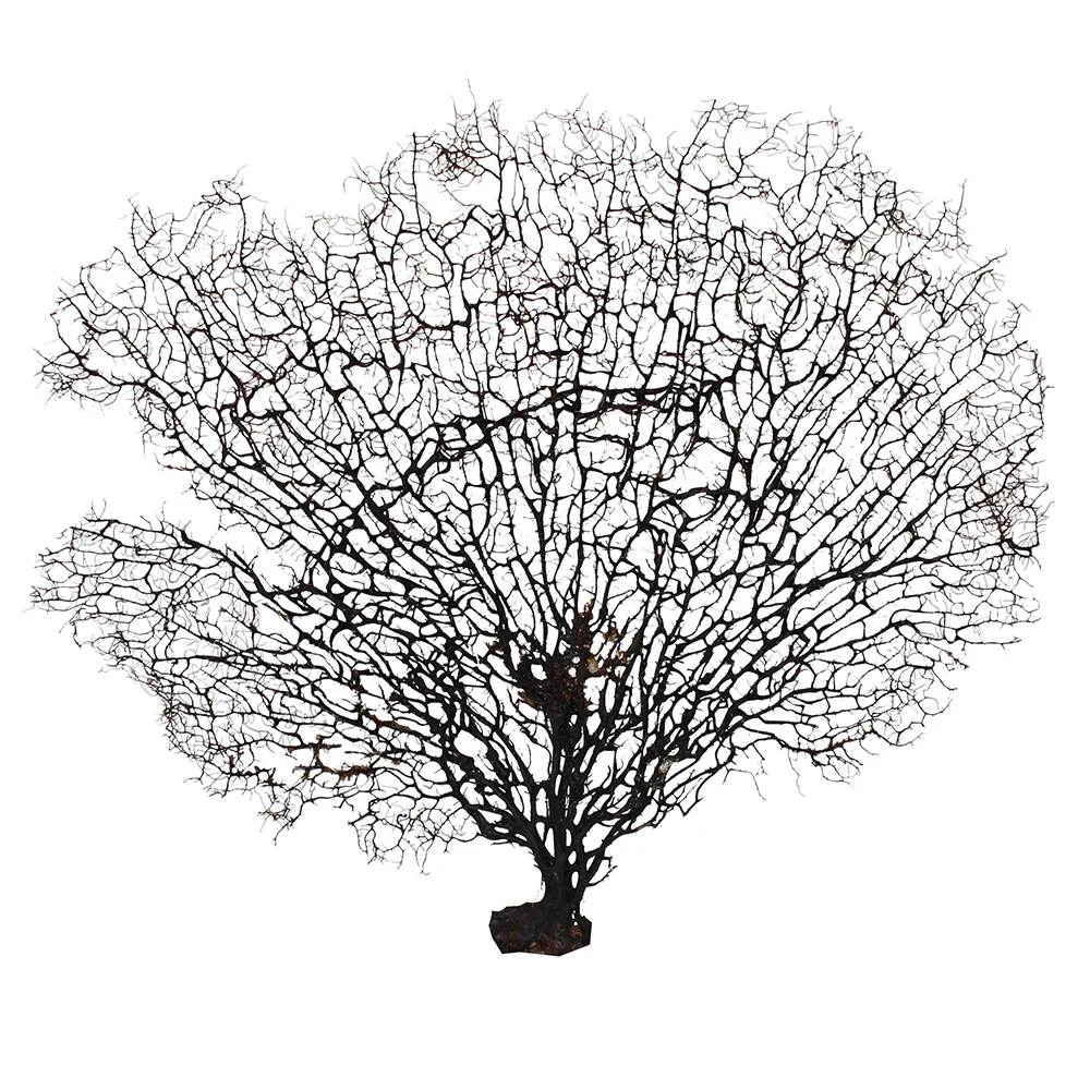 Black Gorgorian Sea Fan - Image 8