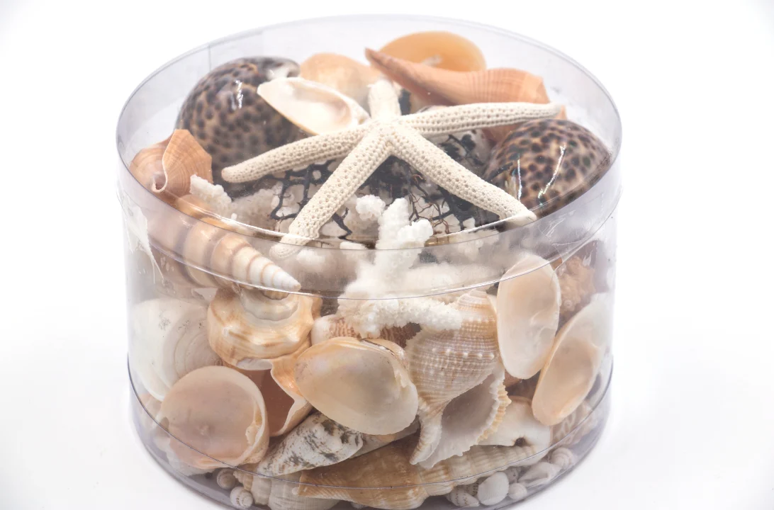 Premium Coral and Seashell Pack - Earth and Sun - Image 3