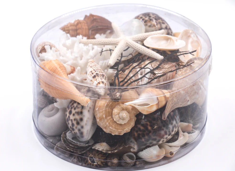 Premium Coral and Seashell Pack - Earth and Sun - Image 4