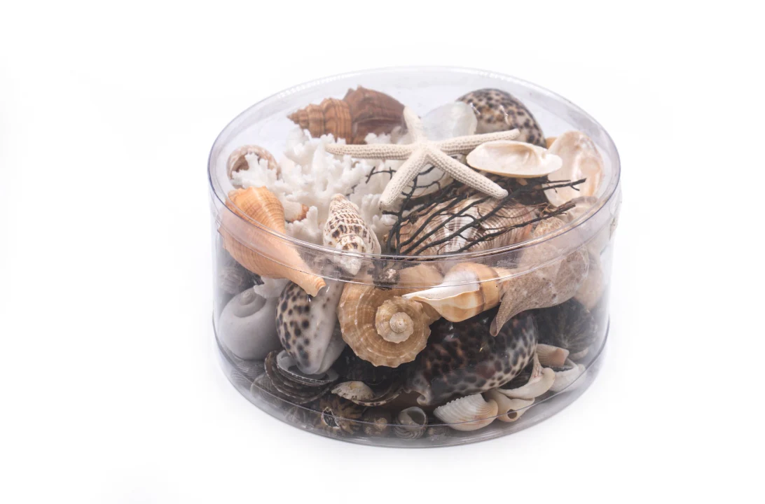 Premium Coral and Seashell Pack - Earth and Sun - Image 5