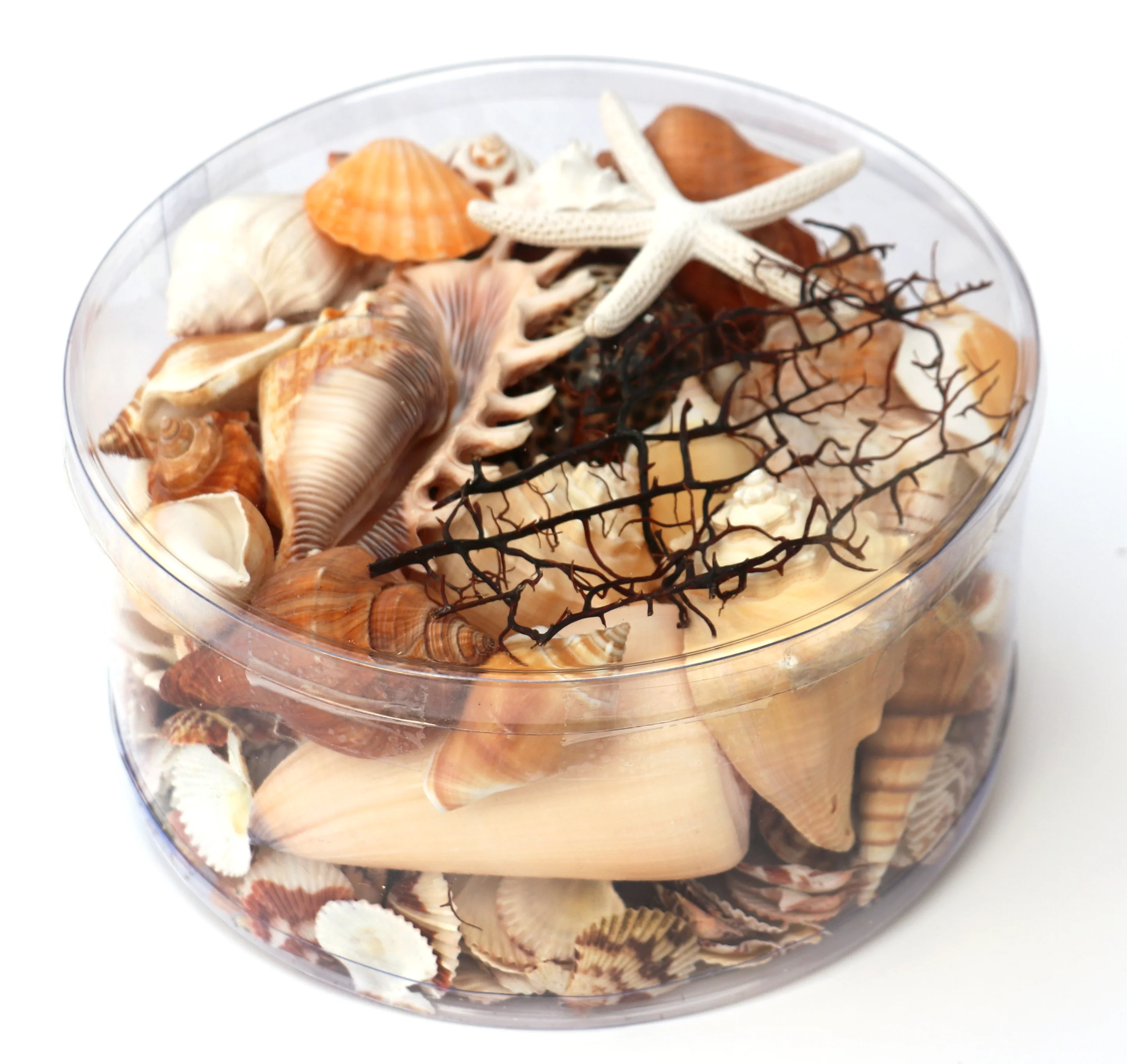 Premium Seashell Pack - Earth and Sun - Image 4