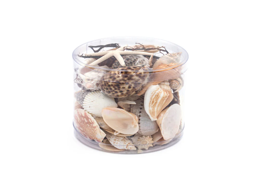 Premium Seashell Pack - Earth and Sun - Image 5