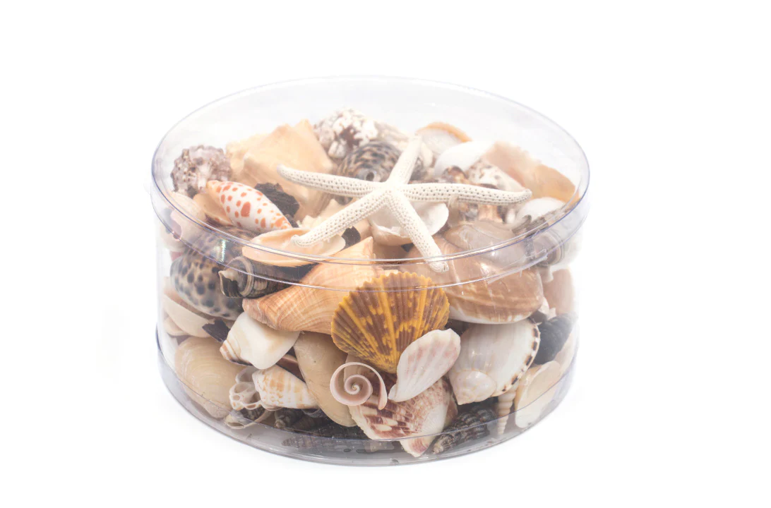 Premium Seashell Pack - Earth and Sun - Image 7