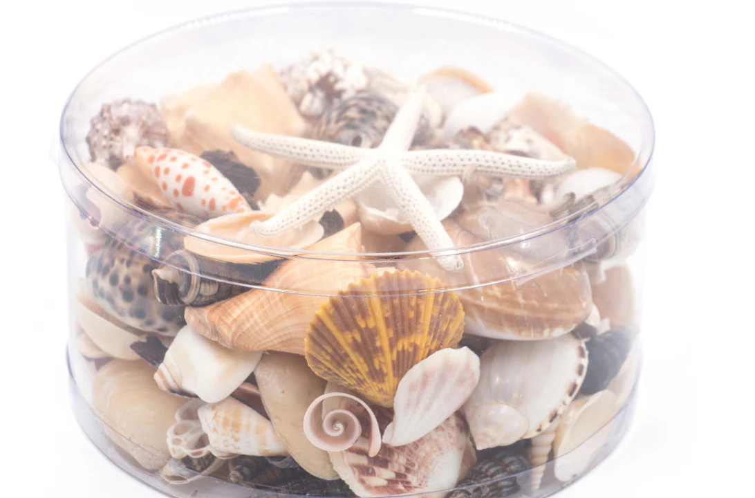 Premium Seashell Pack - Earth and Sun - Image 8