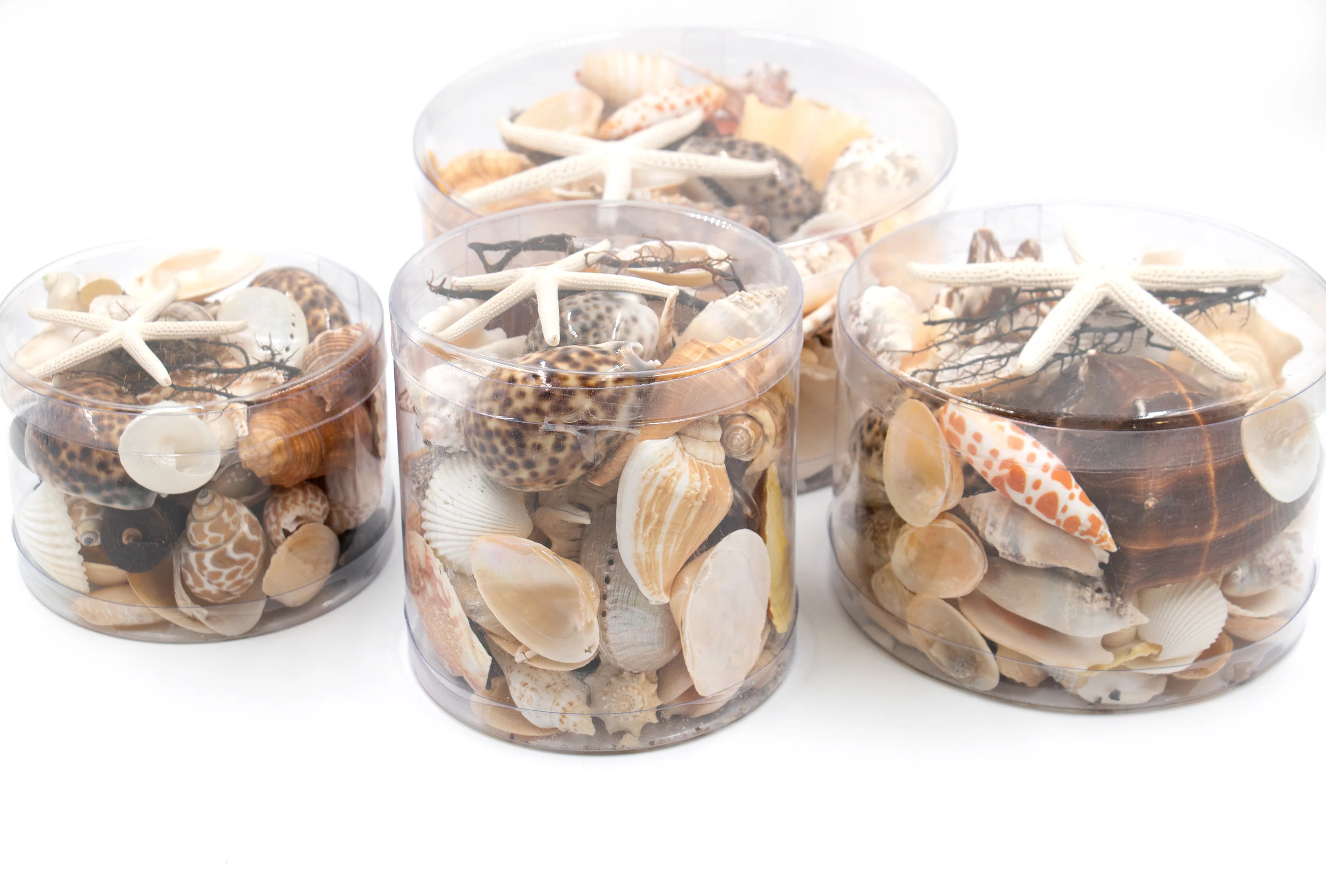 Premium Seashell Pack - Earth and Sun - Image 9