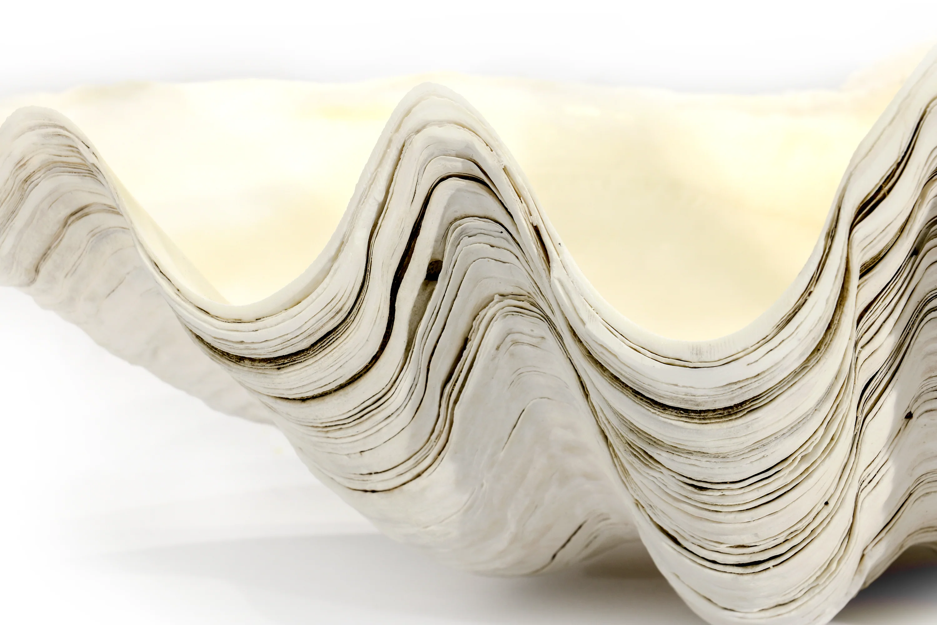 Premium Giant Clam Shell - Image 3