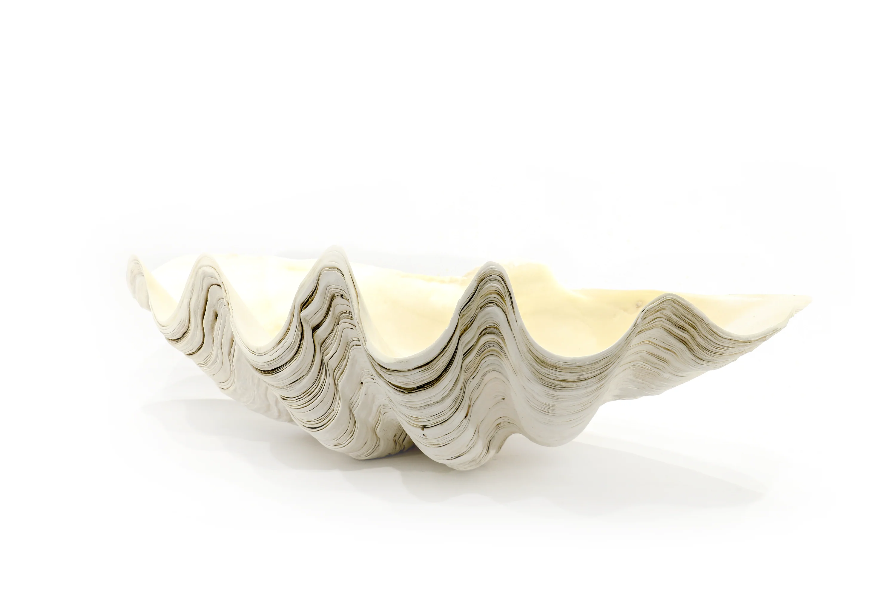 Premium Giant Clam Shell - Image 4