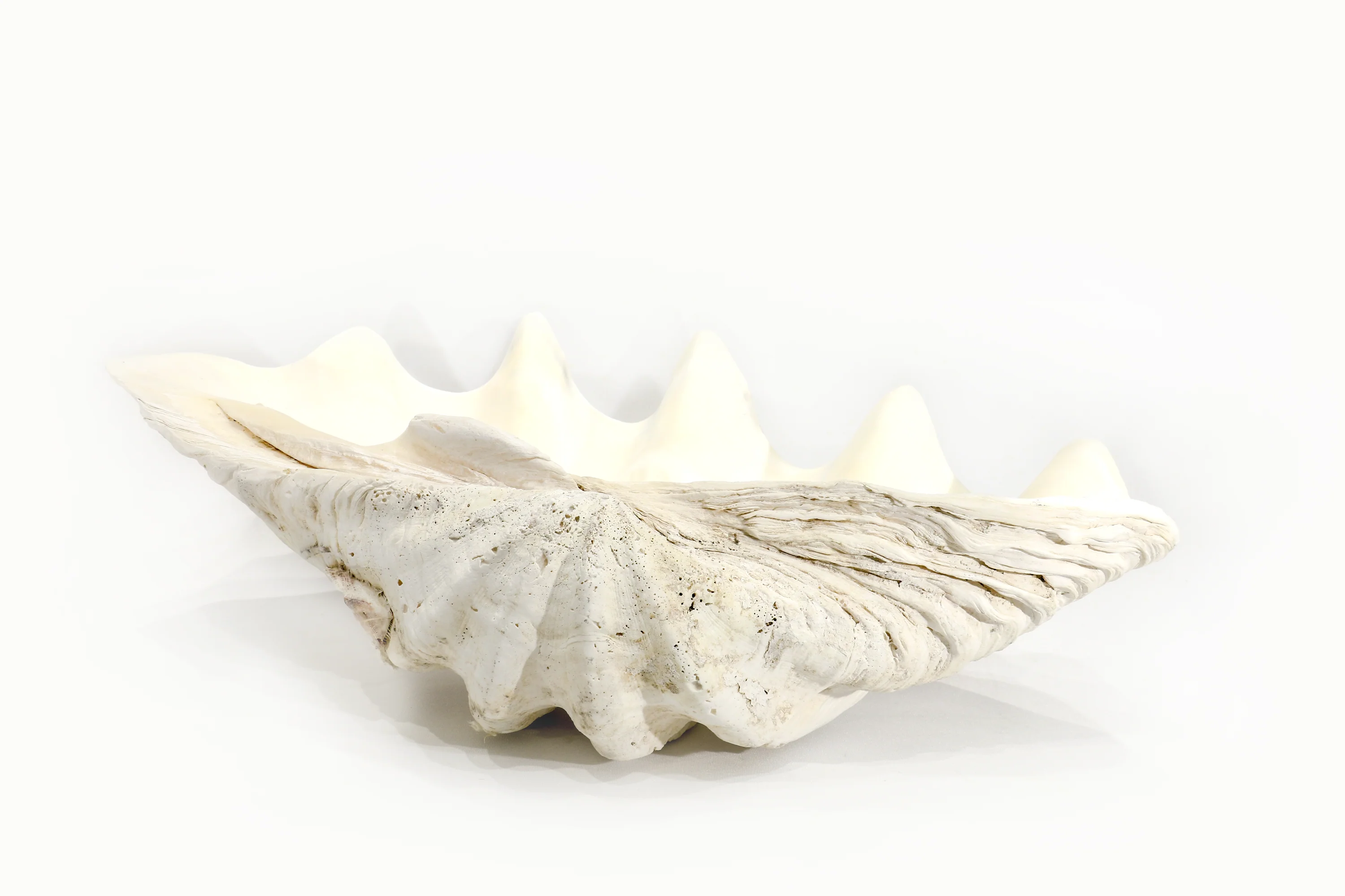 Premium Giant Clam Shell - Image 5
