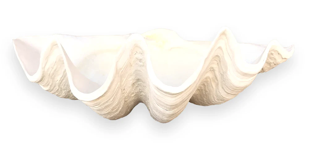 Premium Giant Clam Shell - Image 7