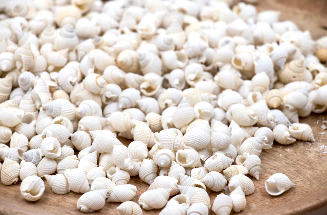 White Tiny Whelk Conch Shells - 1 Kg - Image 3