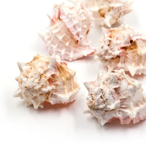 Natural White and Pink Murex Shell - Image 3