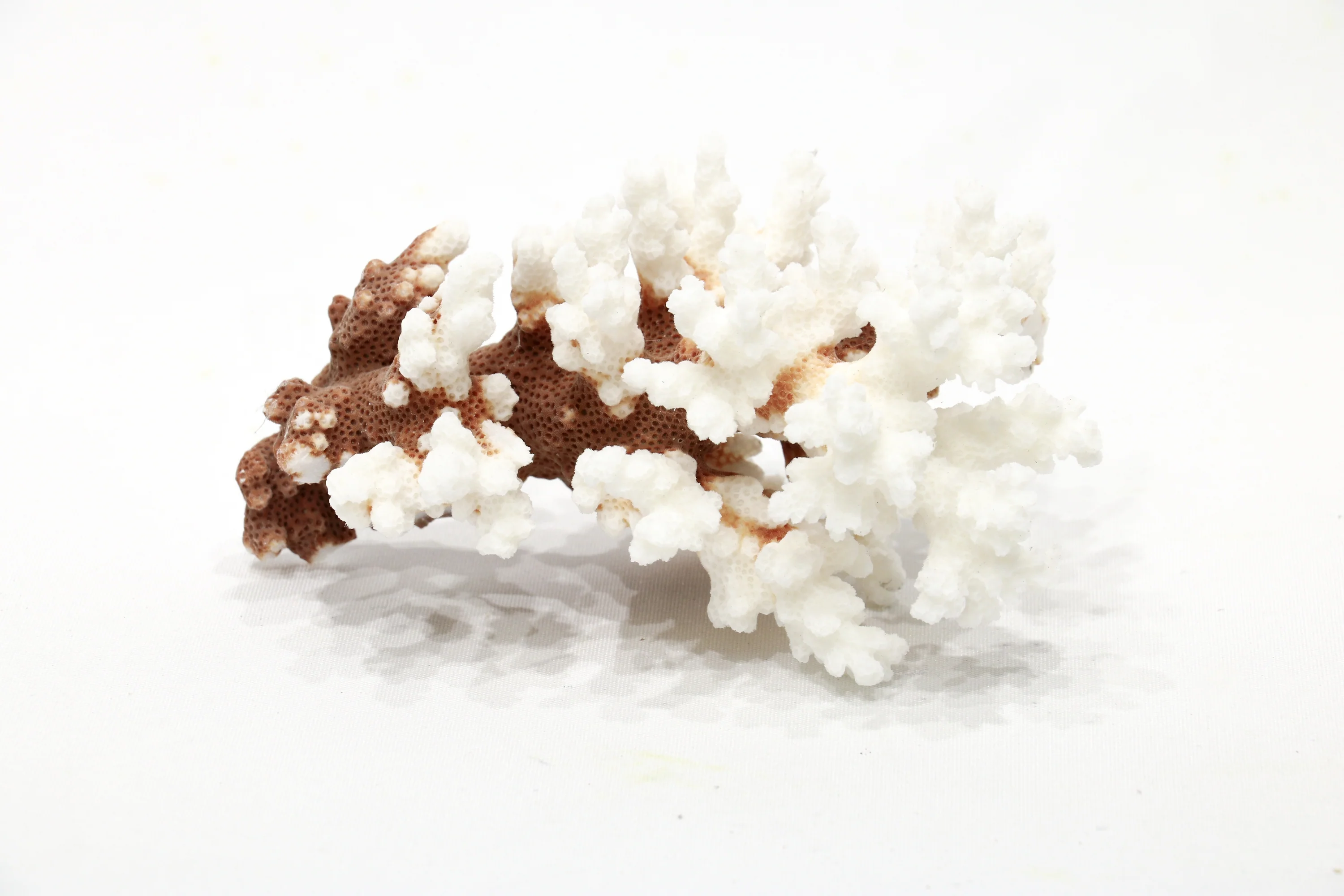 Coral Mix Species - White and Brownstem (1 Kg) - Image 3
