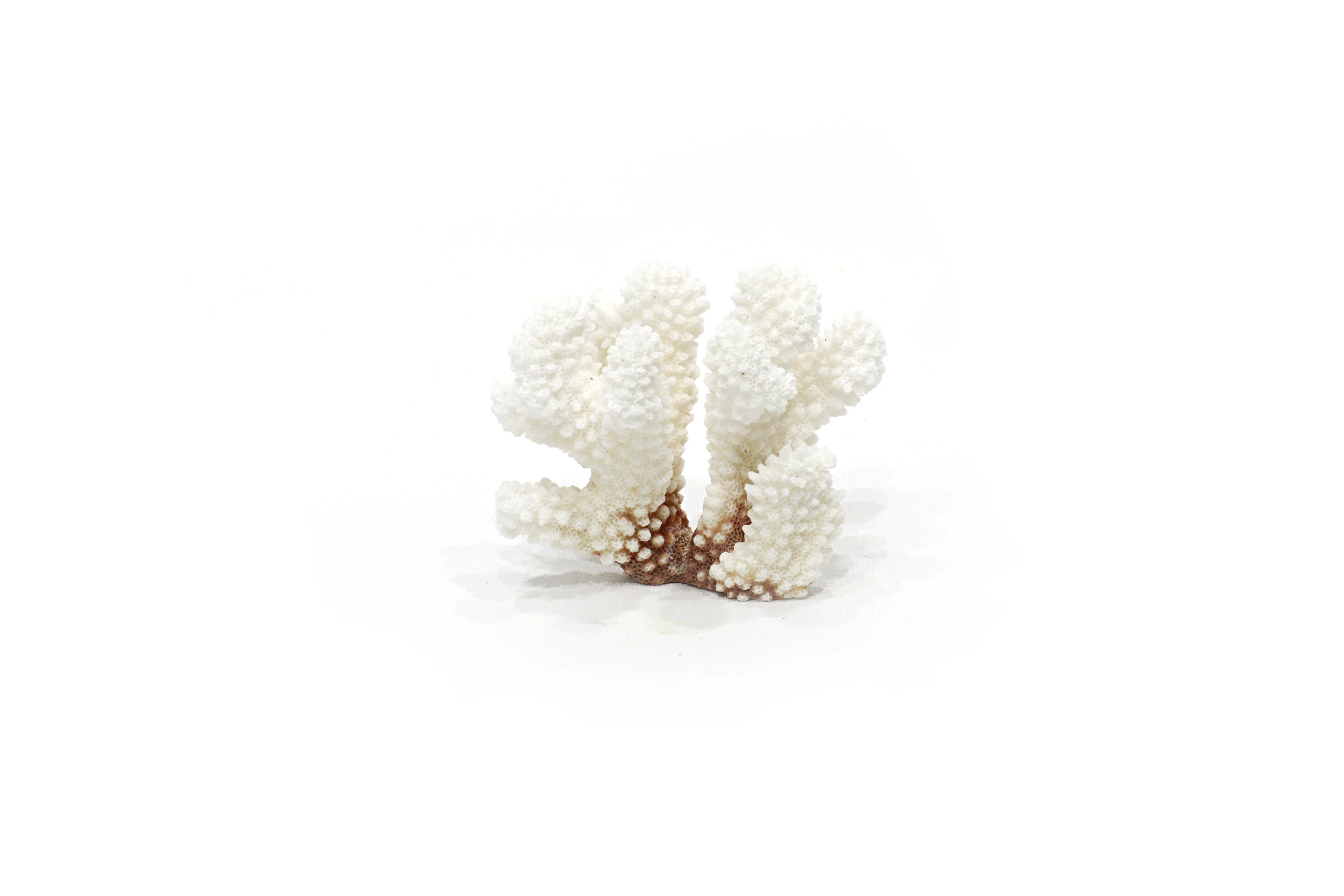 Coral Mix Species - White and Brownstem (1 Kg) - Image 4
