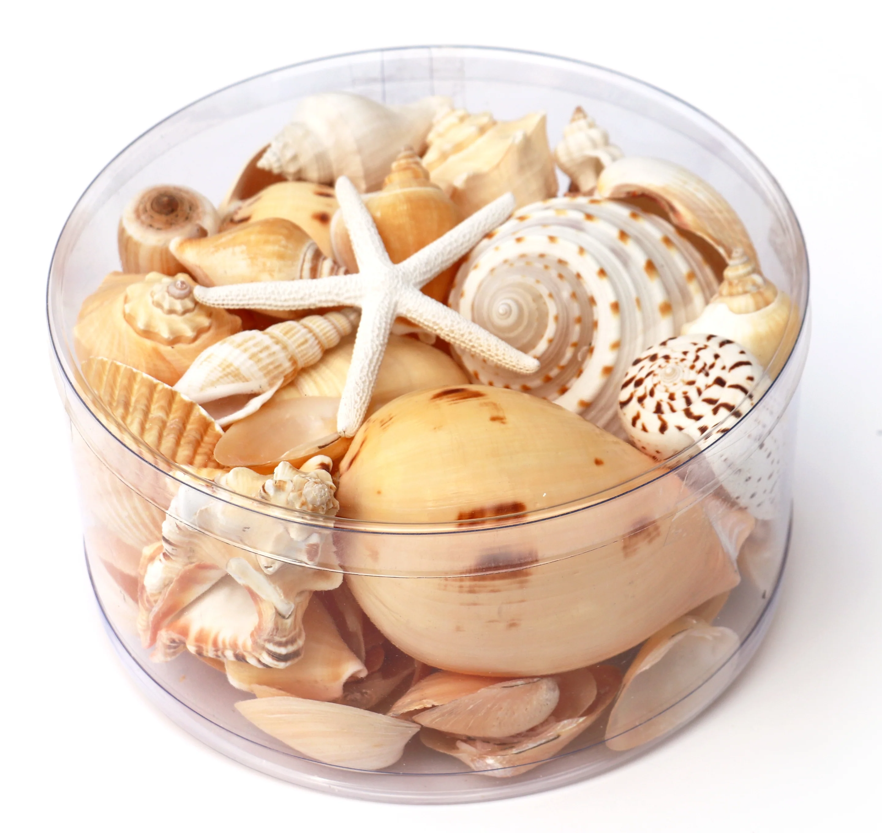Premium Seashell Pack - Cream Sundae - Image 4