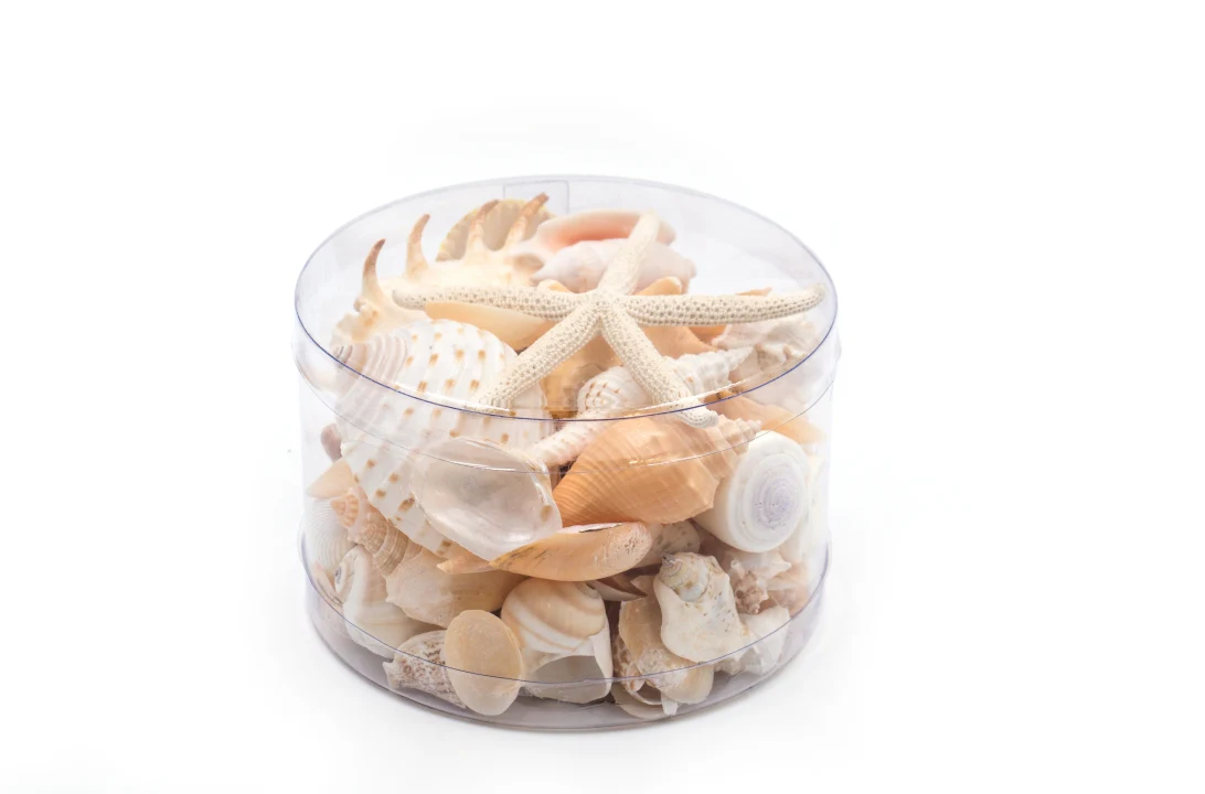 Premium Seashell Pack - Cream Sundae - Image 5
