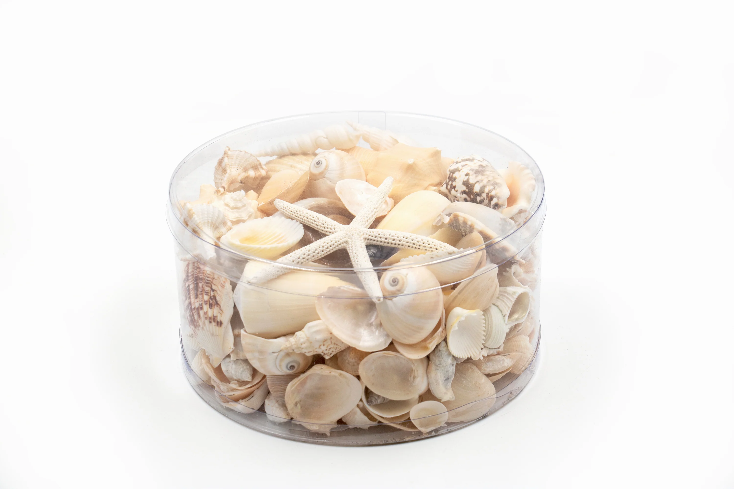 Premium Seashell Pack - Cream Sundae - Image 7