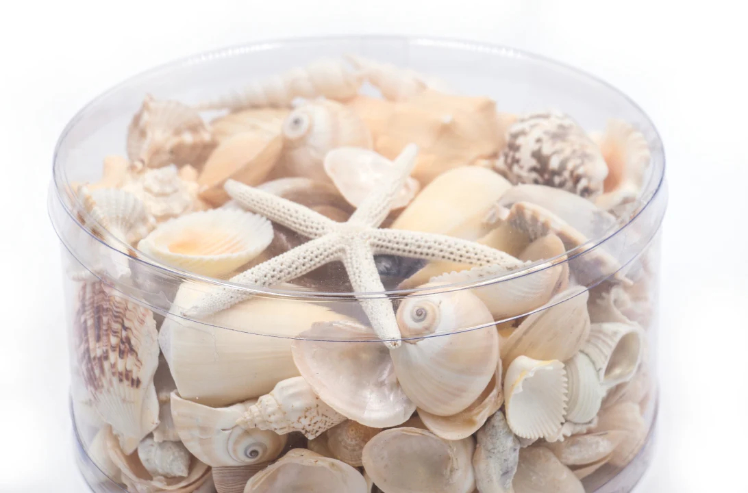 Premium Seashell Pack - Cream Sundae - Image 8