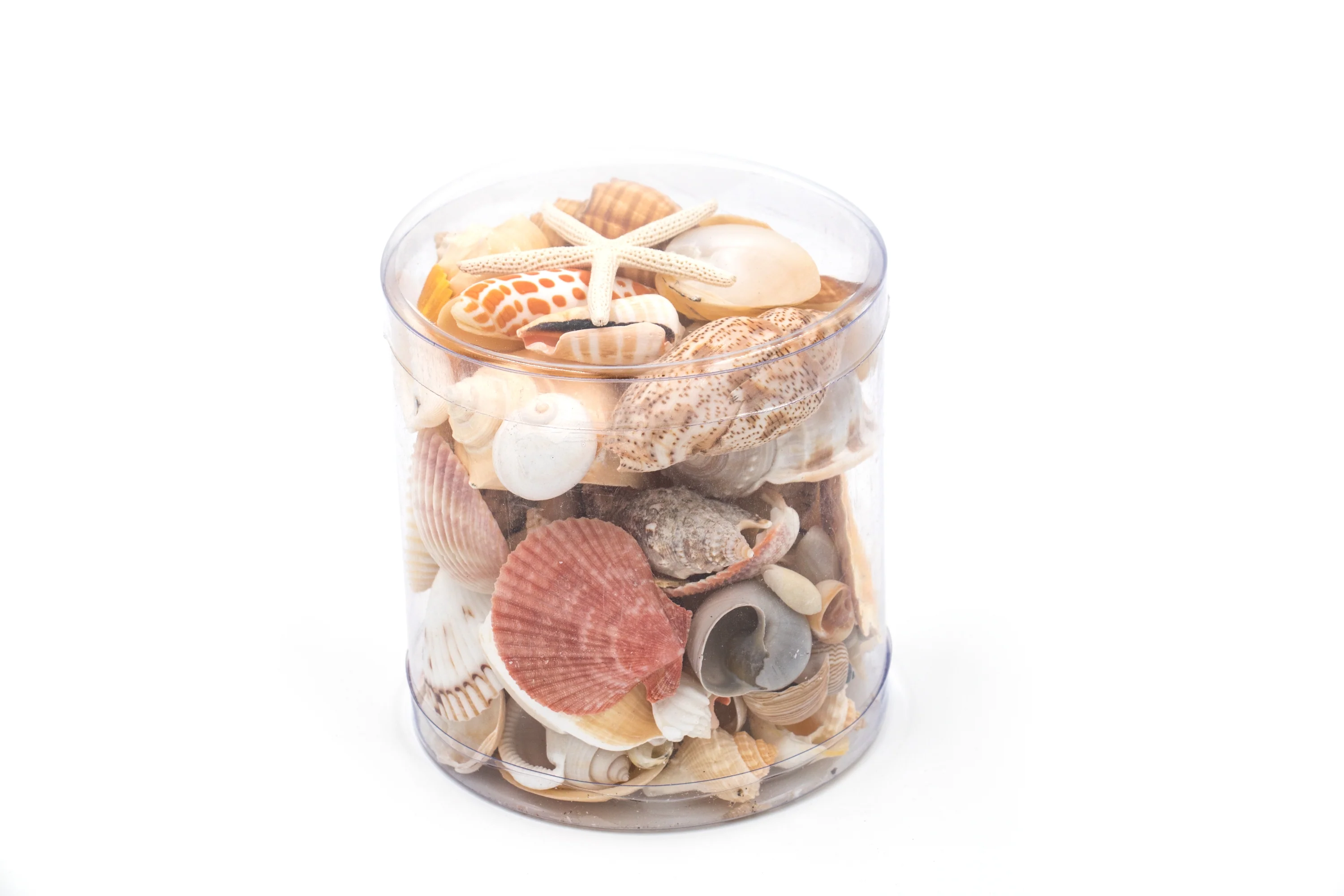 Premium Seashell Pack - Peaches and Cream - Image 6