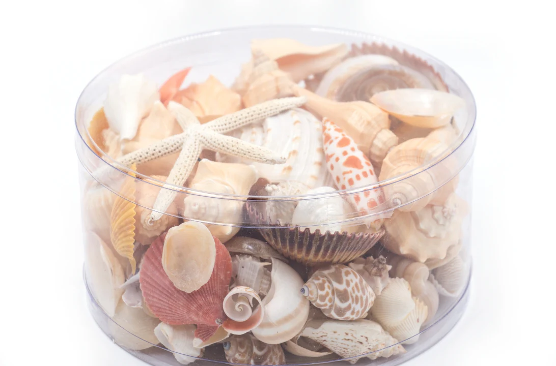 Premium Seashell Pack - Peaches and Cream - Image 8