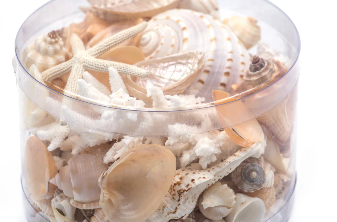 Premium Coral and Seashell Pack - Cream Sundae - Image 4