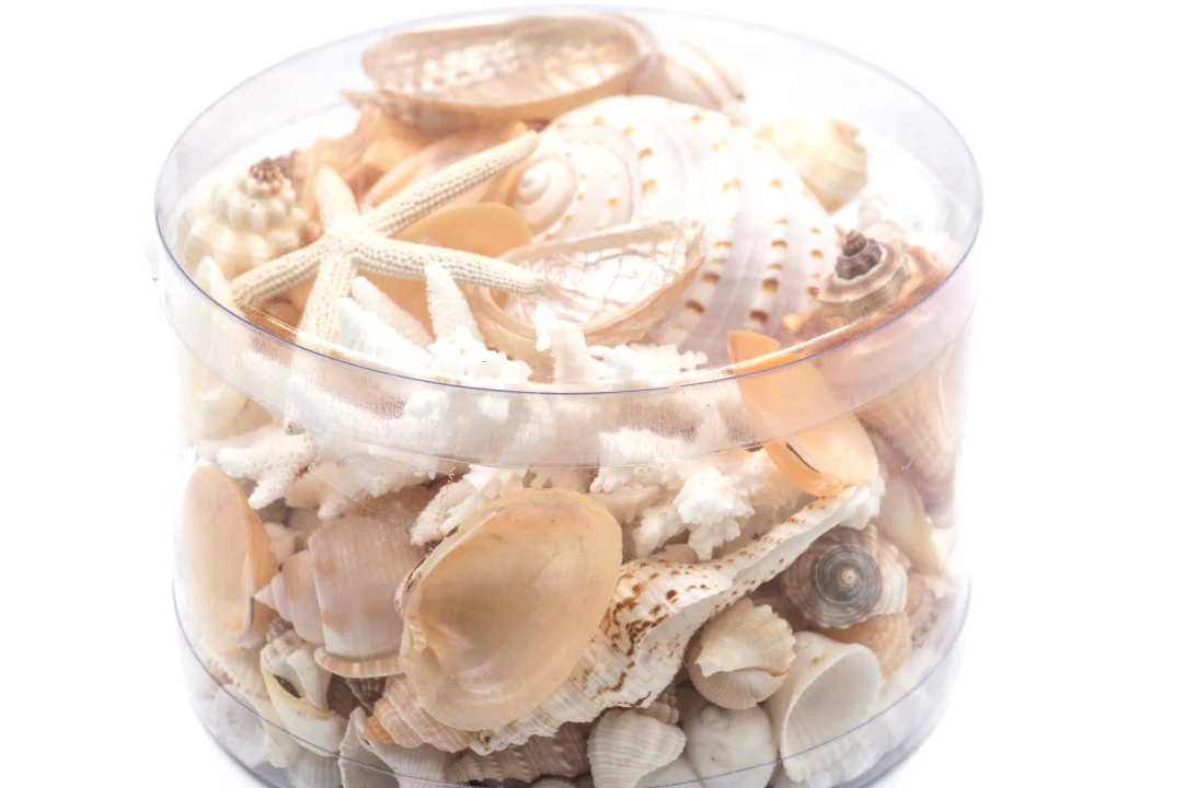 Premium Coral and Seashell Pack - Cream Sundae - Image 5