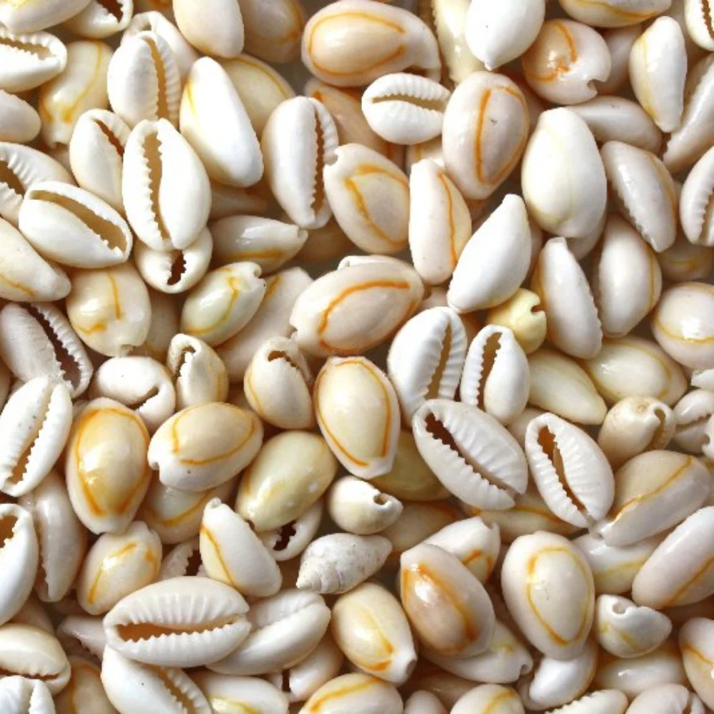 Creamy Beige Cowrie Shells - 1 Kg - Image 3